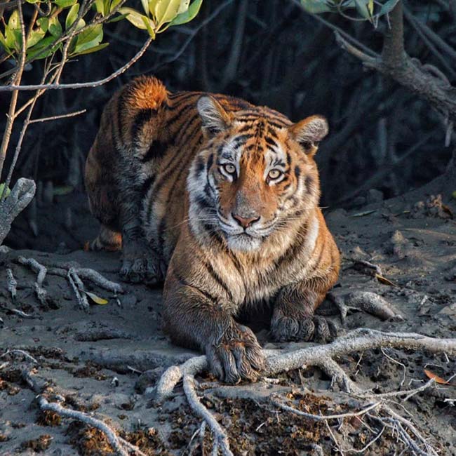 Ask for Booking - Trip to Sundarban