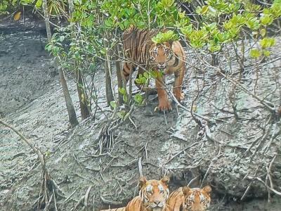 trip-to-sundarban