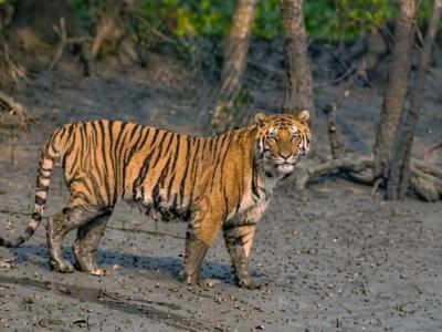 trip-to-sundarban