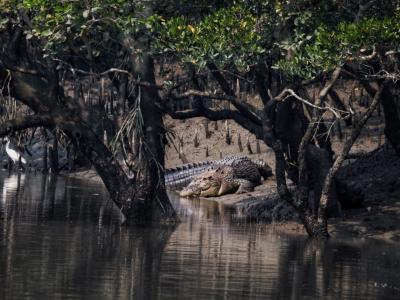 trip-to-sundarban