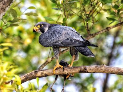 trip-to-sundarban