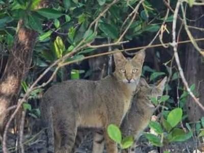 trip-to-sundarban