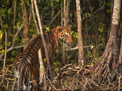 trip-to-sundarban
