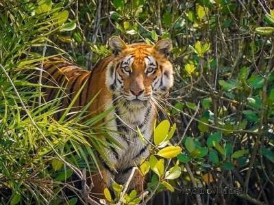 trip-to-sundarban